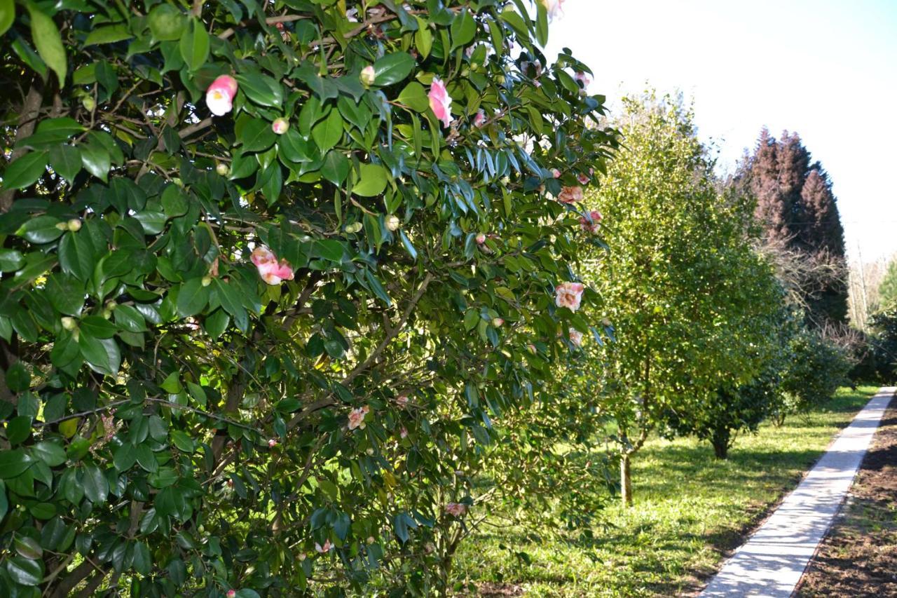 Bed and Breakfast Quinta D'Avo Amelia Alquerubim Zewnętrze zdjęcie